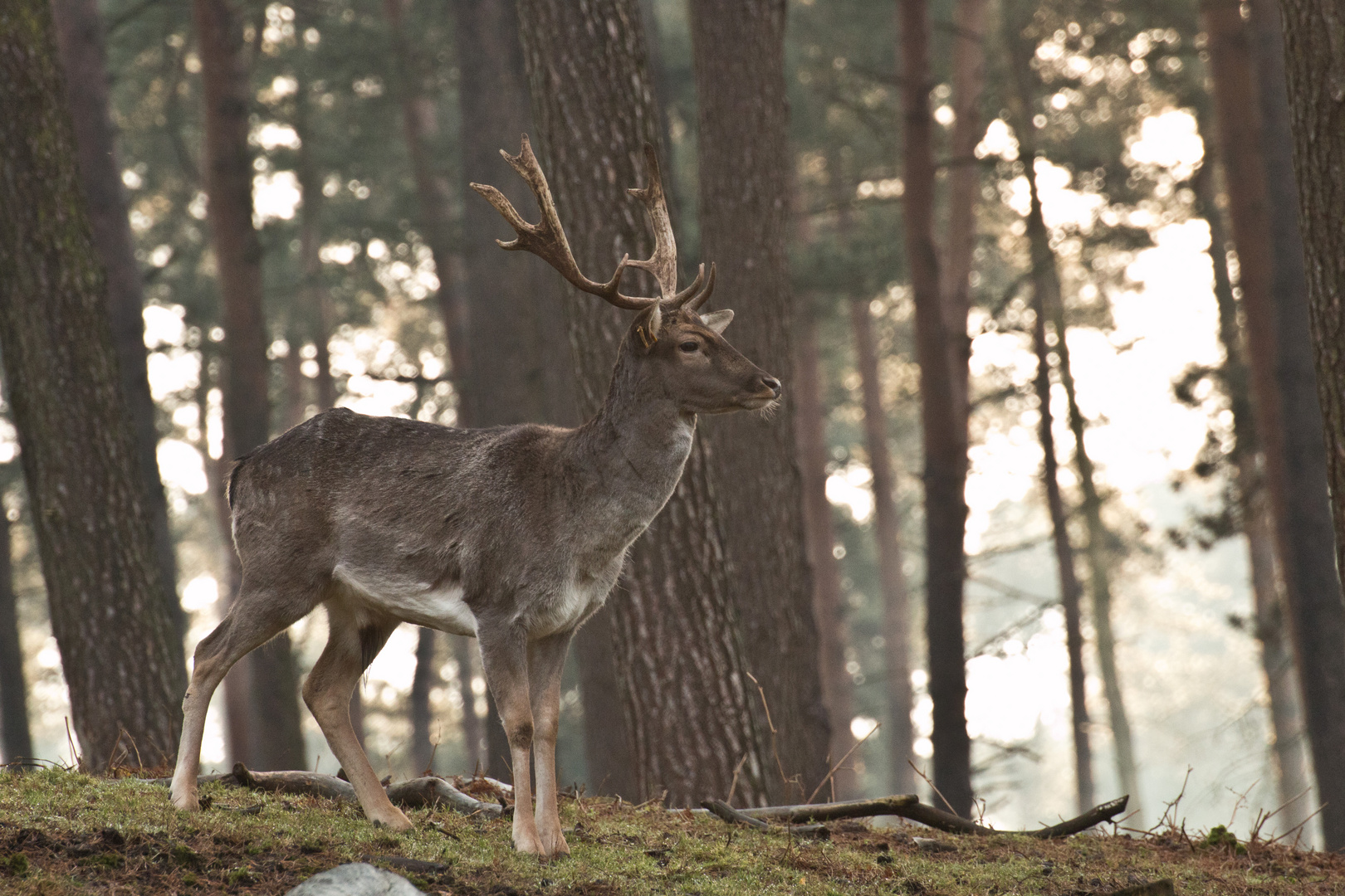 Der Chef im Wald