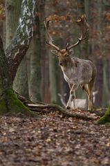 Der Chef im Wald