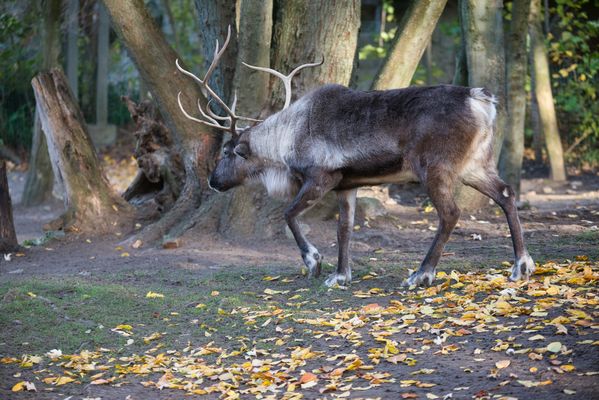 Der Chef ist unterwegs.