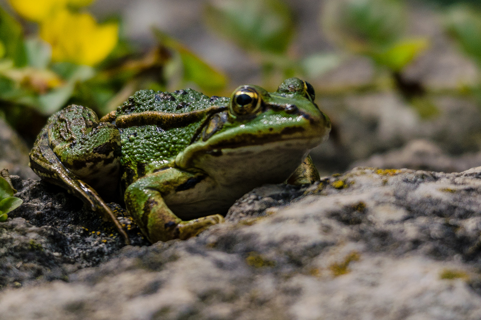 Der Chef vom Gartenteich Foto & Bild tiere, wildlife, amphibien