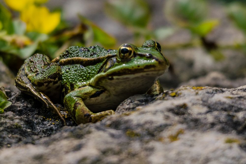 Der Chef vom Gartenteich Foto & Bild tiere, wildlife, amphibien