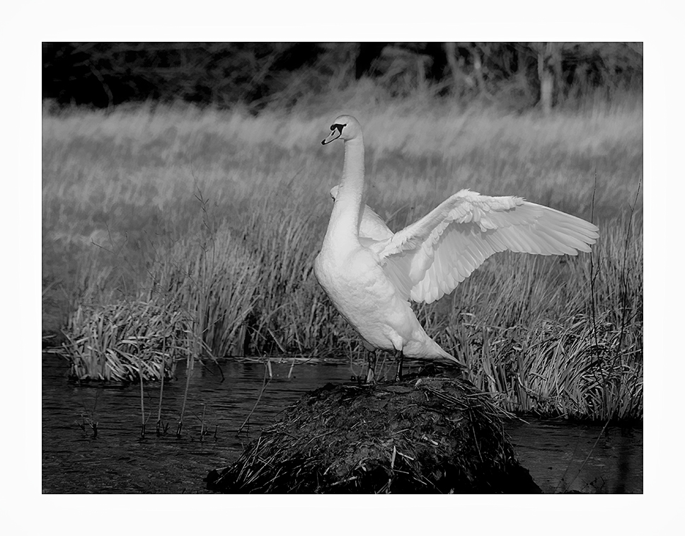Der Chef vom Teich... Foto & Bild tiere, wildlife, wild lebende vögel