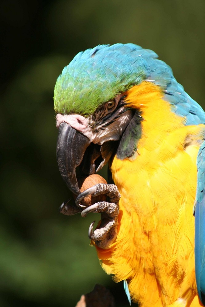 Der Chef vom Vogelpark