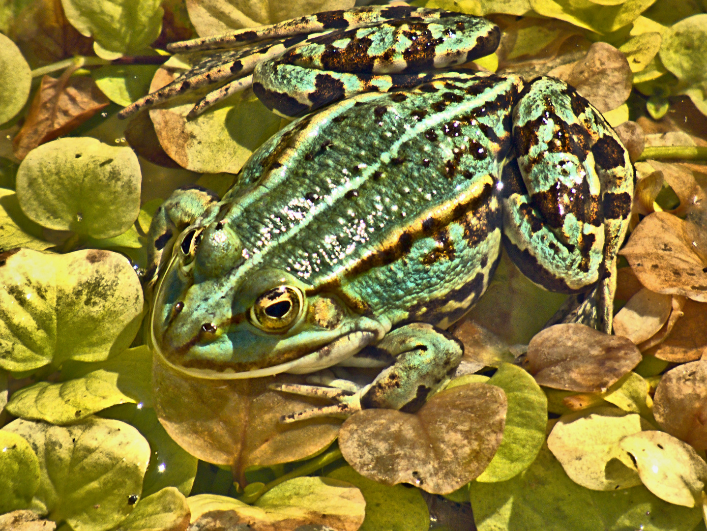 der Cheff im Teich