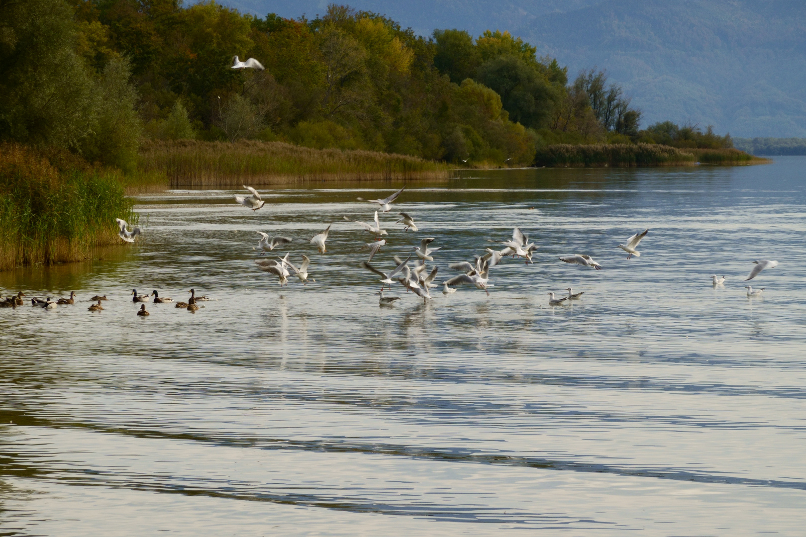 Der Chiemsee im Spätsommer 6