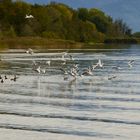 Der Chiemsee im Spätsommer 6