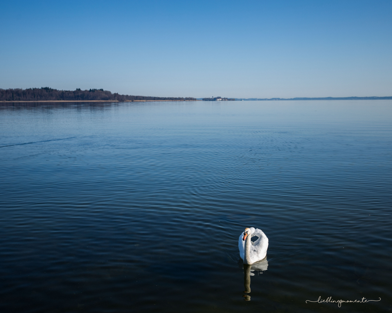 Der Chiemsee mit Schwan 