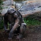 Der Chimpanse