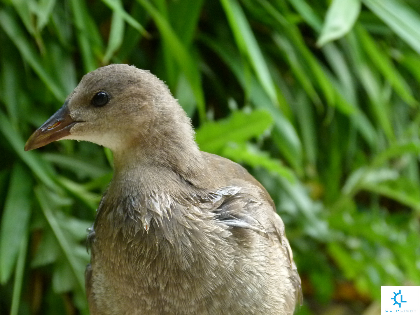 Der chinesische Vogel