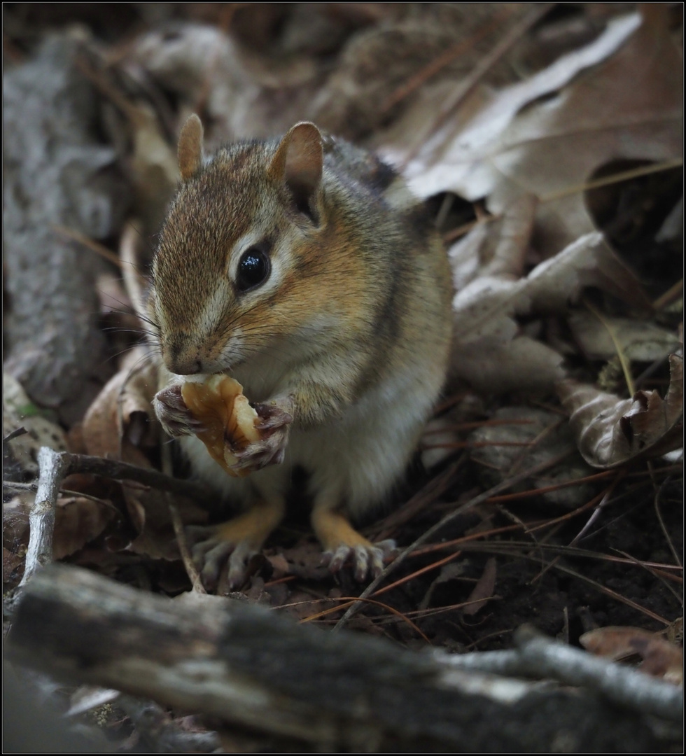 der Chipmunk ist los ..