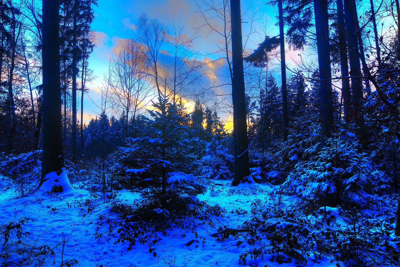 Der Christbaum im Wald