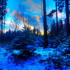 Der Christbaum im Wald