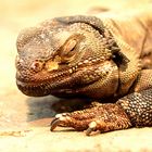 Der Chuckwalla (Sauromatus obesus)