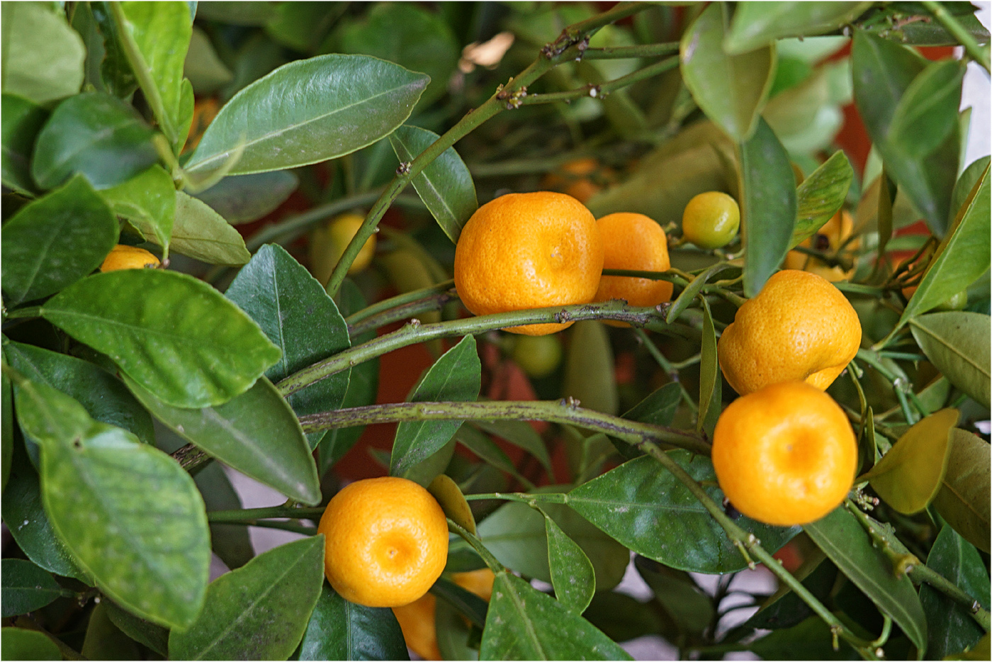 Der Citrus steht heute wieder auf dem Balkon