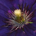 Der Clematis