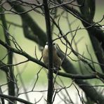 Der Clown in meinem Garten - ein Kleiber