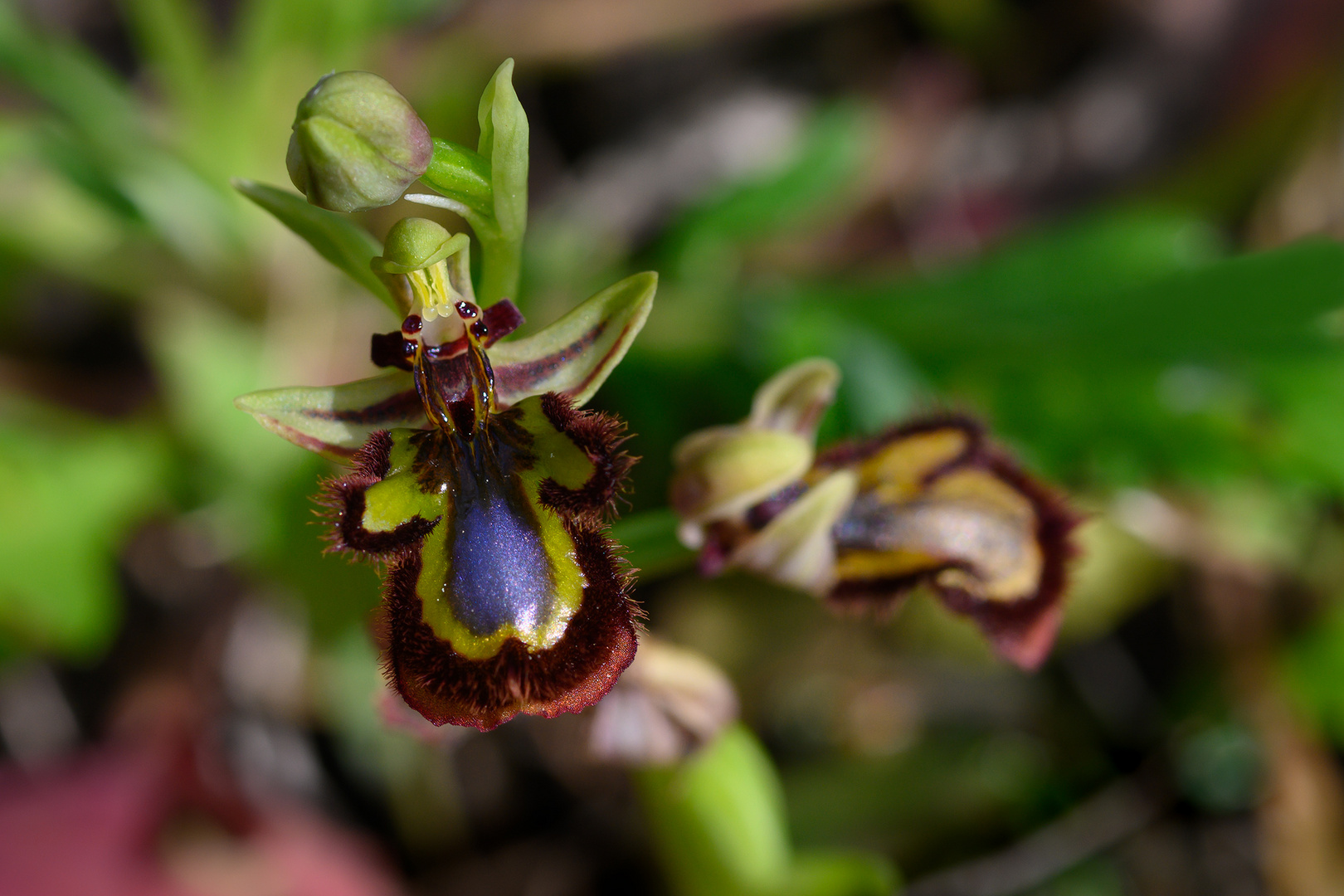 Der Clown unter den Orchideen