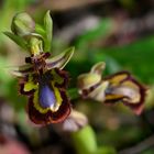 Der Clown unter den Orchideen