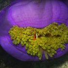 Der Clownfisch in der Anemone....