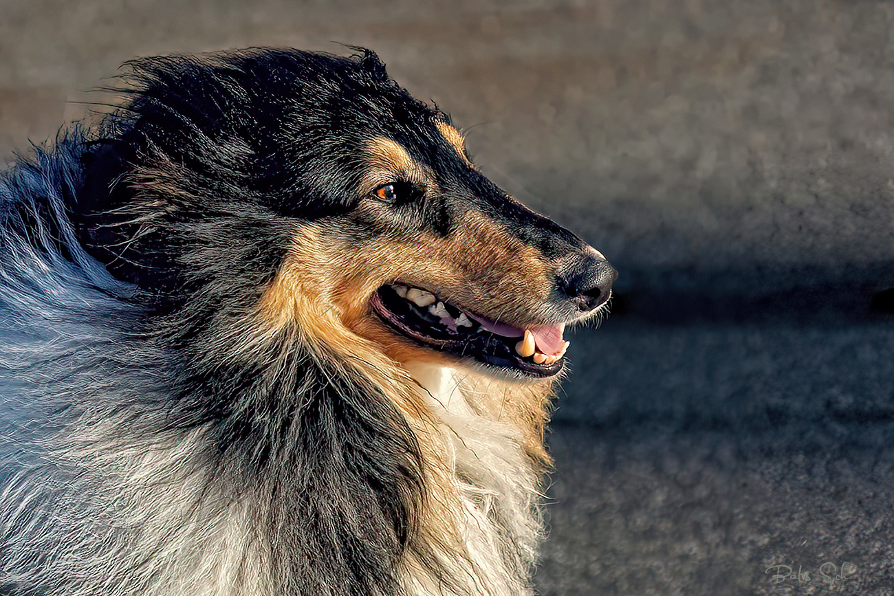 Der Collie