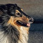 Der Collie