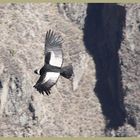 Der Condor Anden -3- in Peru