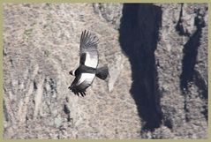 Der Condor Anden -3- in Peru