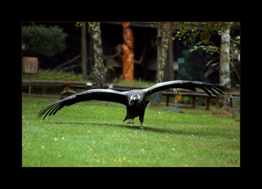 Der Condor, der nicht fliegen will...