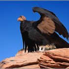 Der Condor im Zion-Park