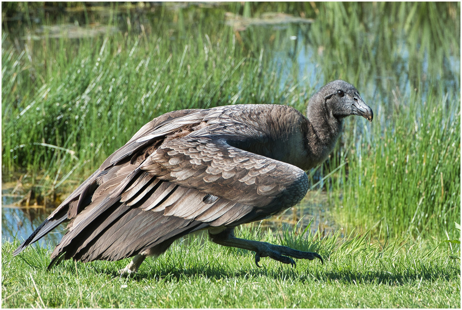 der Condor schleicht sich davon