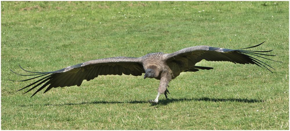 der Condor startet doch noch