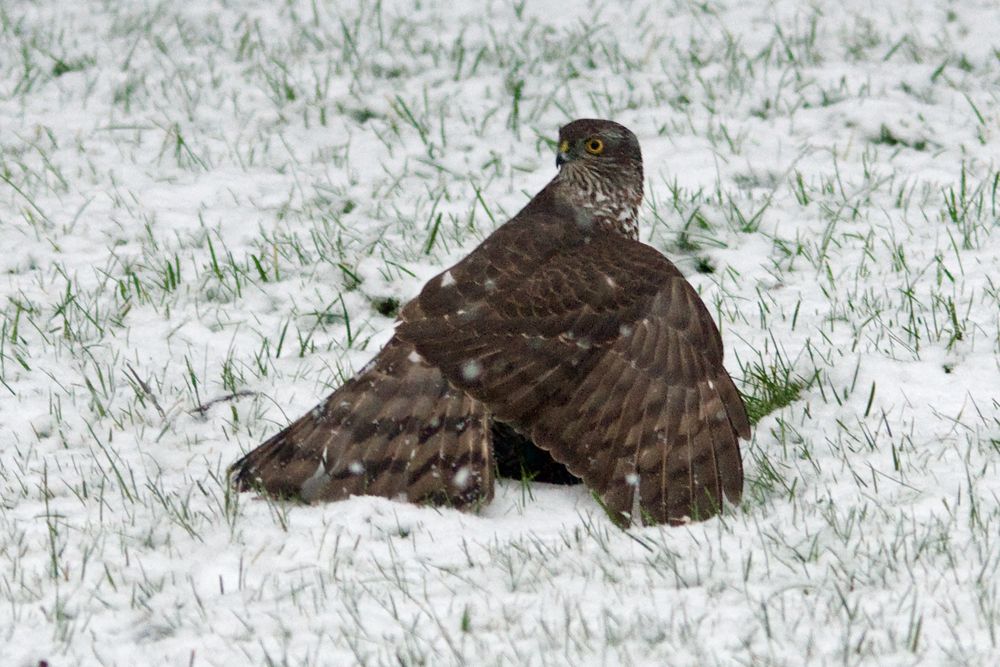 Der „coole Großstädter” im Winter (1)