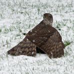 Der „coole Großstädter” im Winter (1)