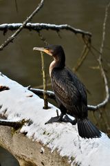 Der coole Kormoran