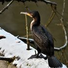 Der coole Kormoran