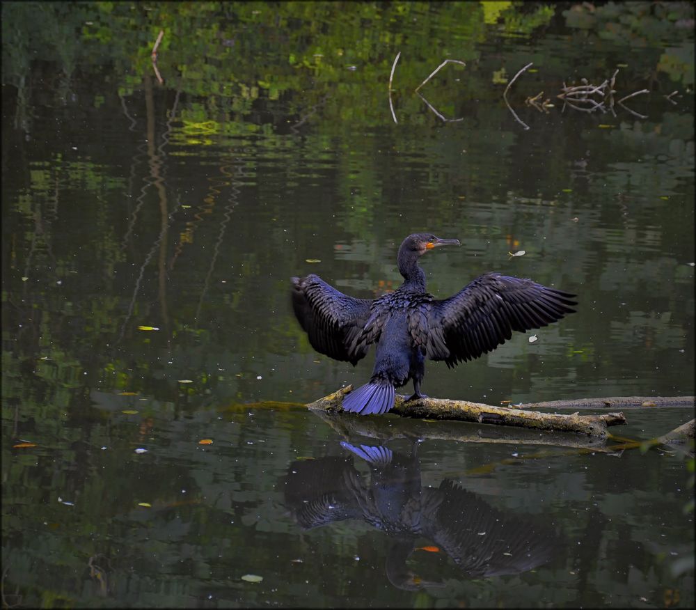 Der Cormoran Foto & Bild | spezial, teich, natur Bilder auf fotocommunity