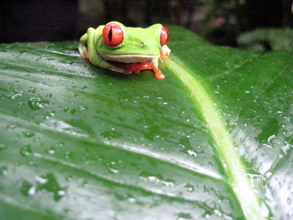 Der Costa Rica Frosch