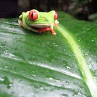 Der Costa Rica Frosch