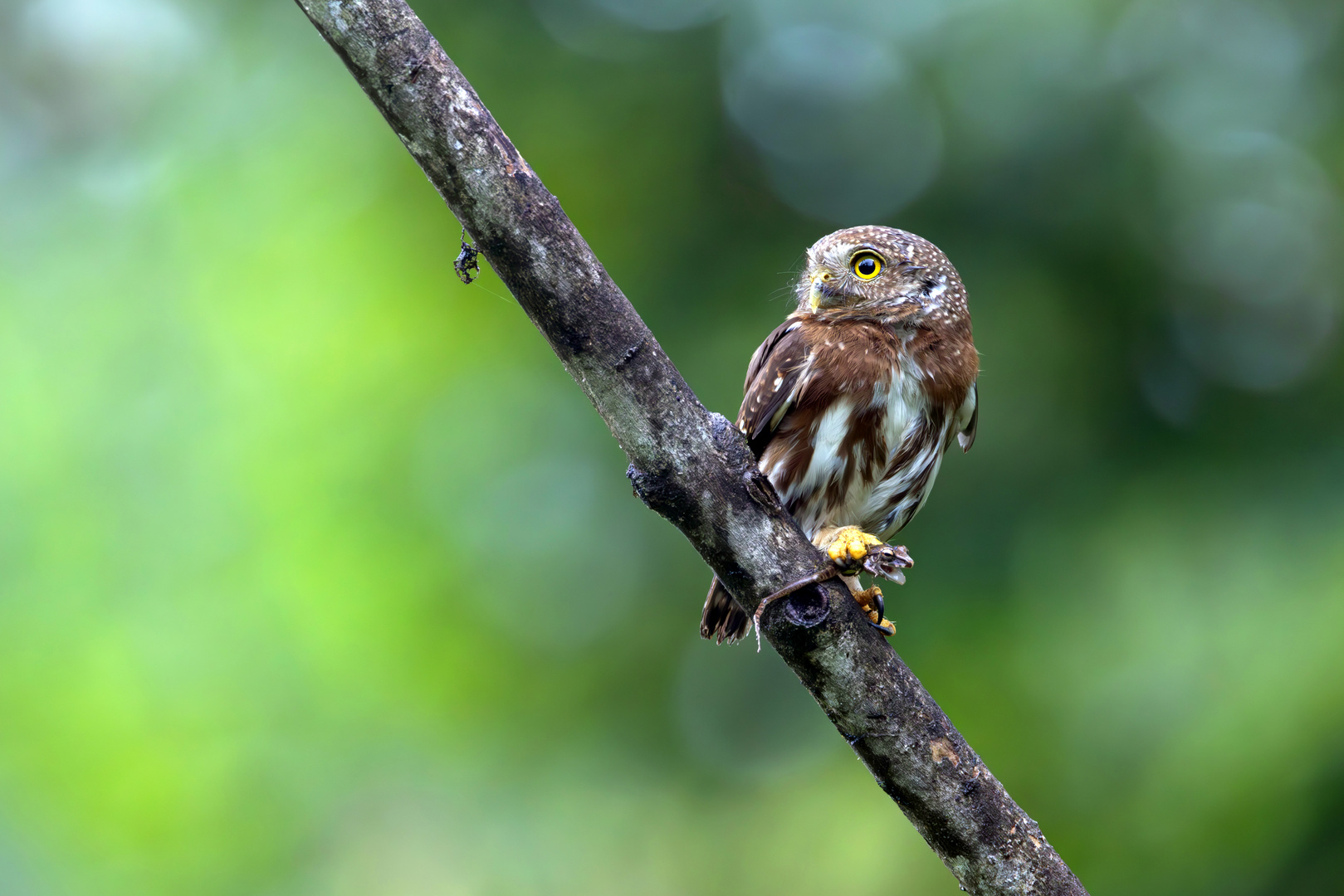 Der Costa Rica-Sperlingskauz...