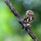 Der Costa Rica-Sperlingskauz...