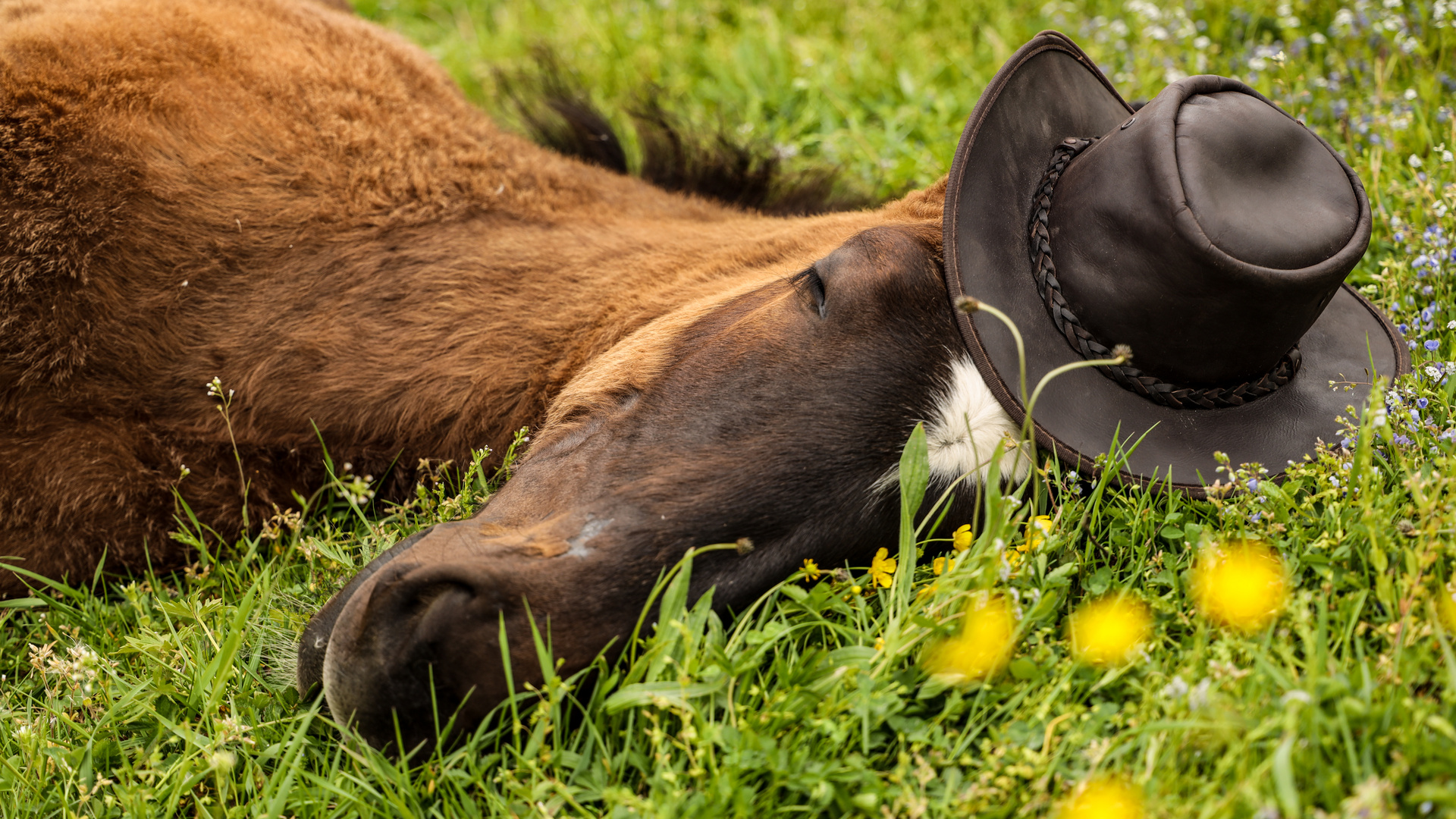 Der Cowboy ist müde :-).