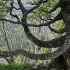 der Creux du Van im Val du Travers (2)