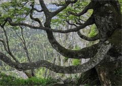 der Creux du Van im Val du Travers (2)