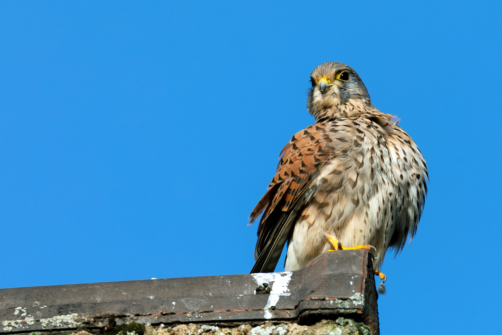 Der (Dach) Turmfalke