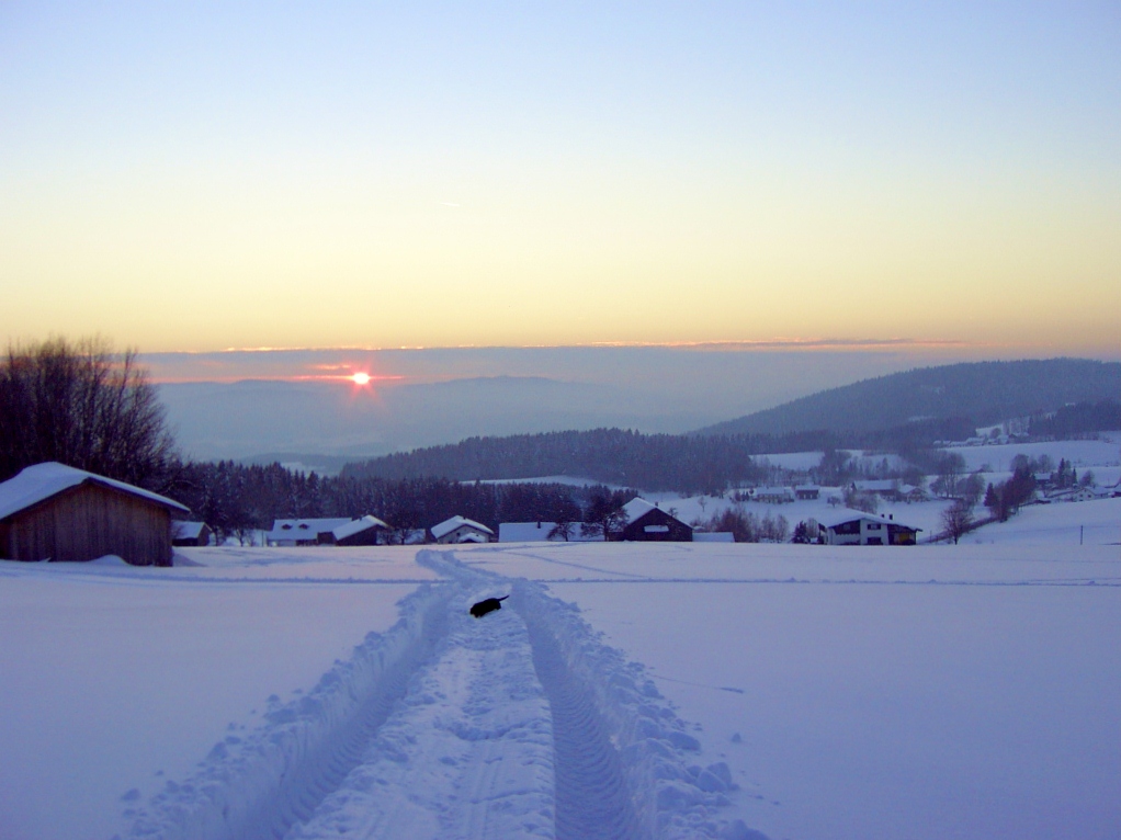 Der Dackel im Schnee