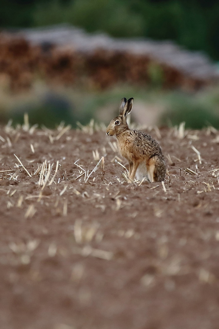 Der Dämmer - Hase