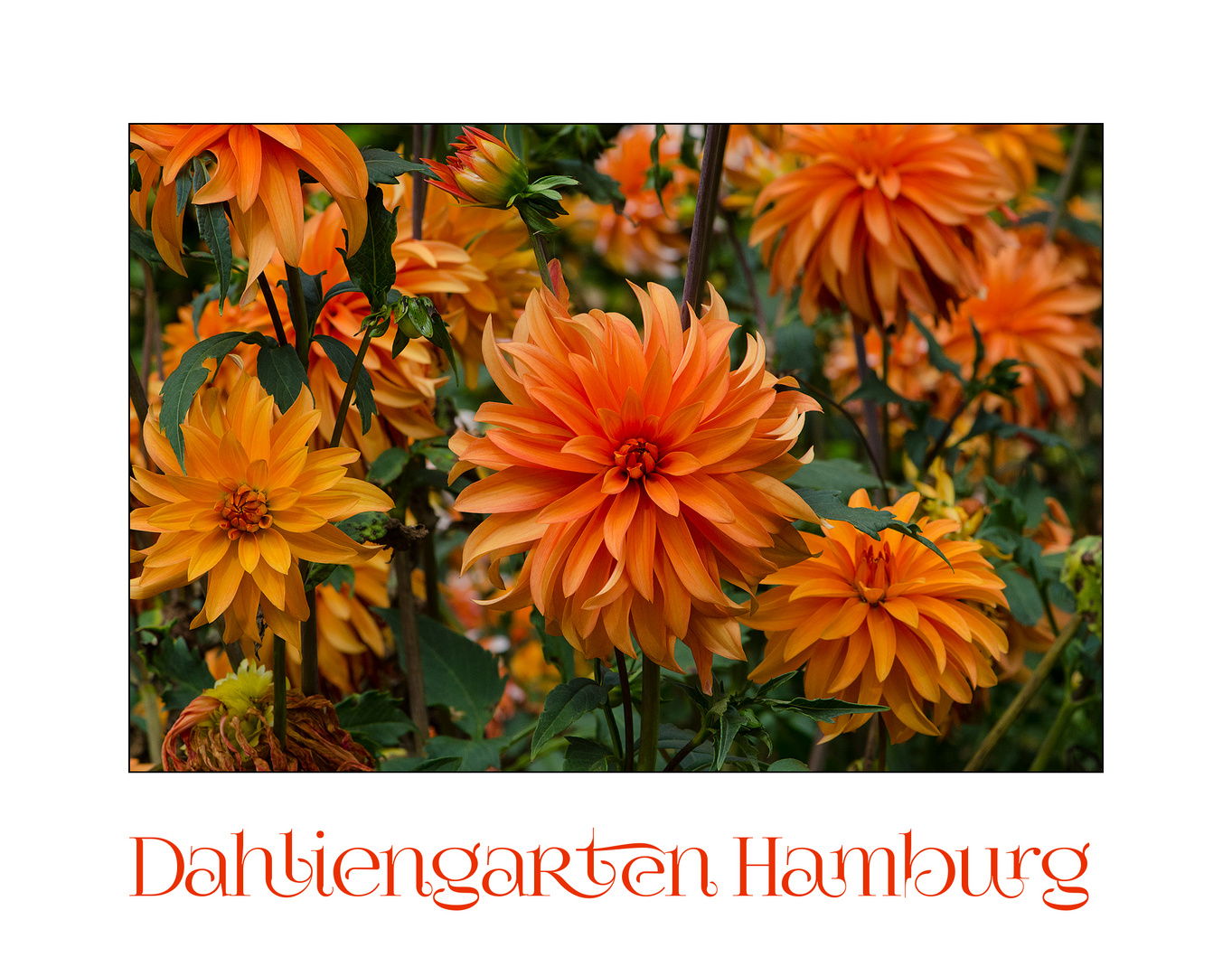 Der Dahliengarten in Hamburg (1) . . .