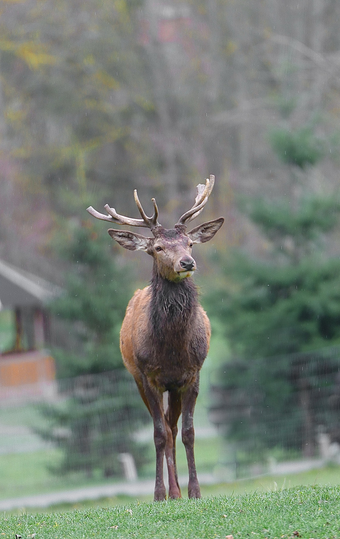 Der Damhirsch 