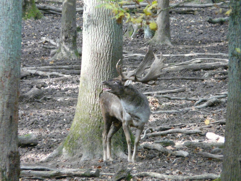 Der Damhirsch(Dama Dama)