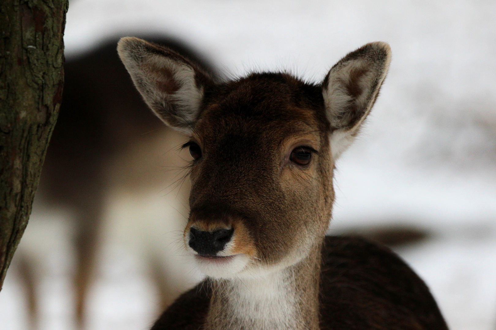 Der Damwild-Blick